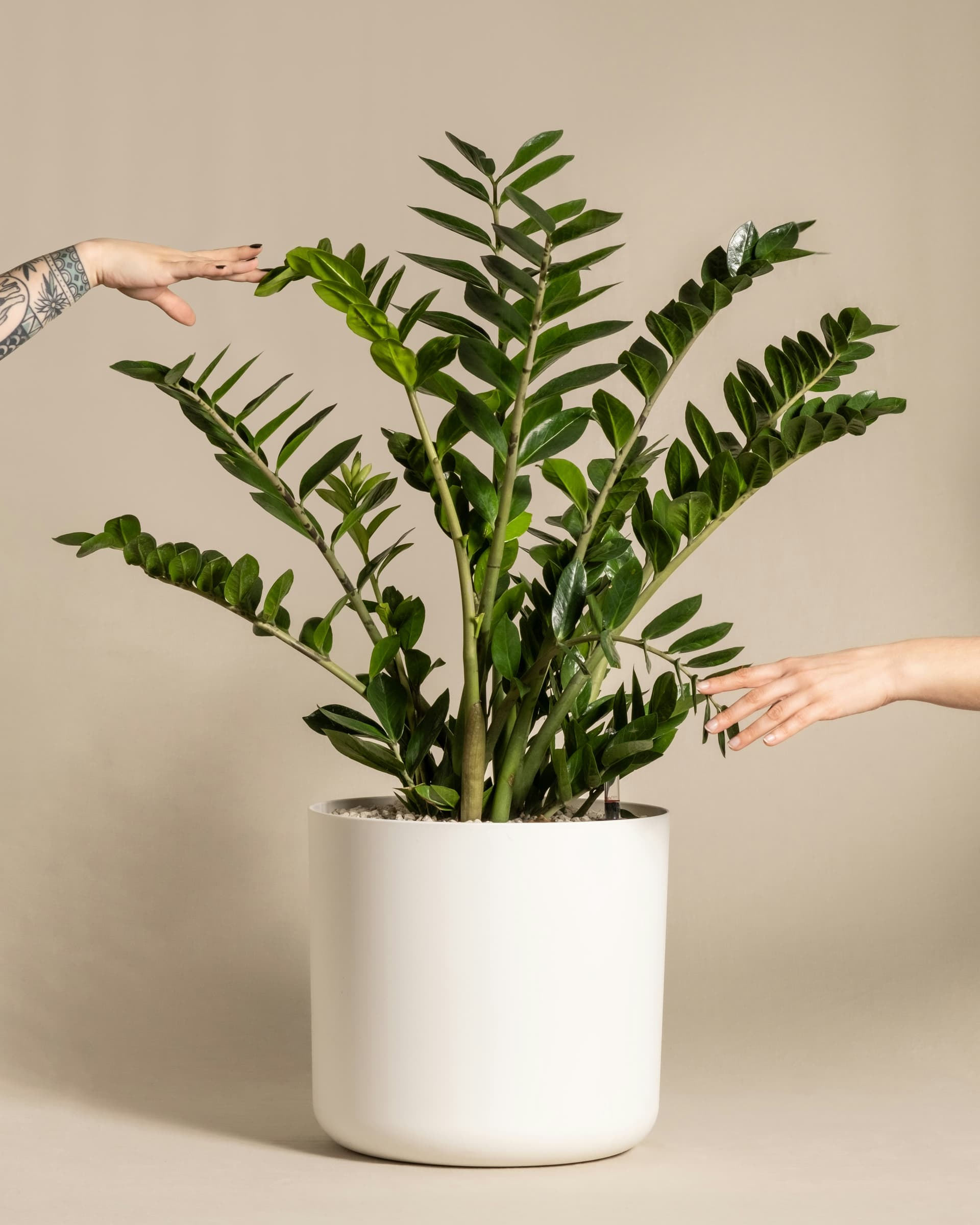 Zamiokulkas zamiolistny (Zamioculcas zamiifolia) — Rośliny zielone najwyższej jakości od Verdory, zdjęcie 2