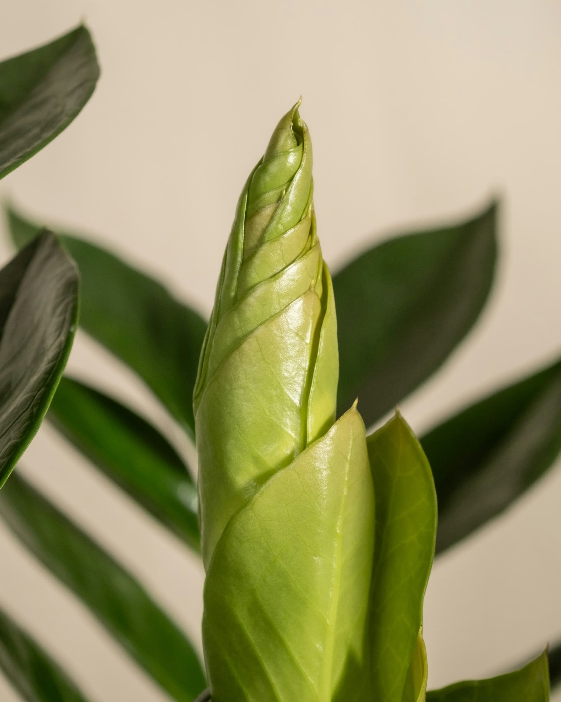 Zamiokulkas zamiolistny (Zamioculcas zamiifolia) — Rośliny zielone najwyższej jakości od Verdory, zdjęcie 3