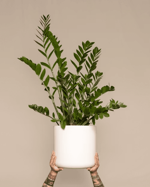 Zamiokulkas zamiolistny (Zamioculcas zamiifolia) — Rośliny zielone najwyższej jakości od Verdory, zdjęcie 4