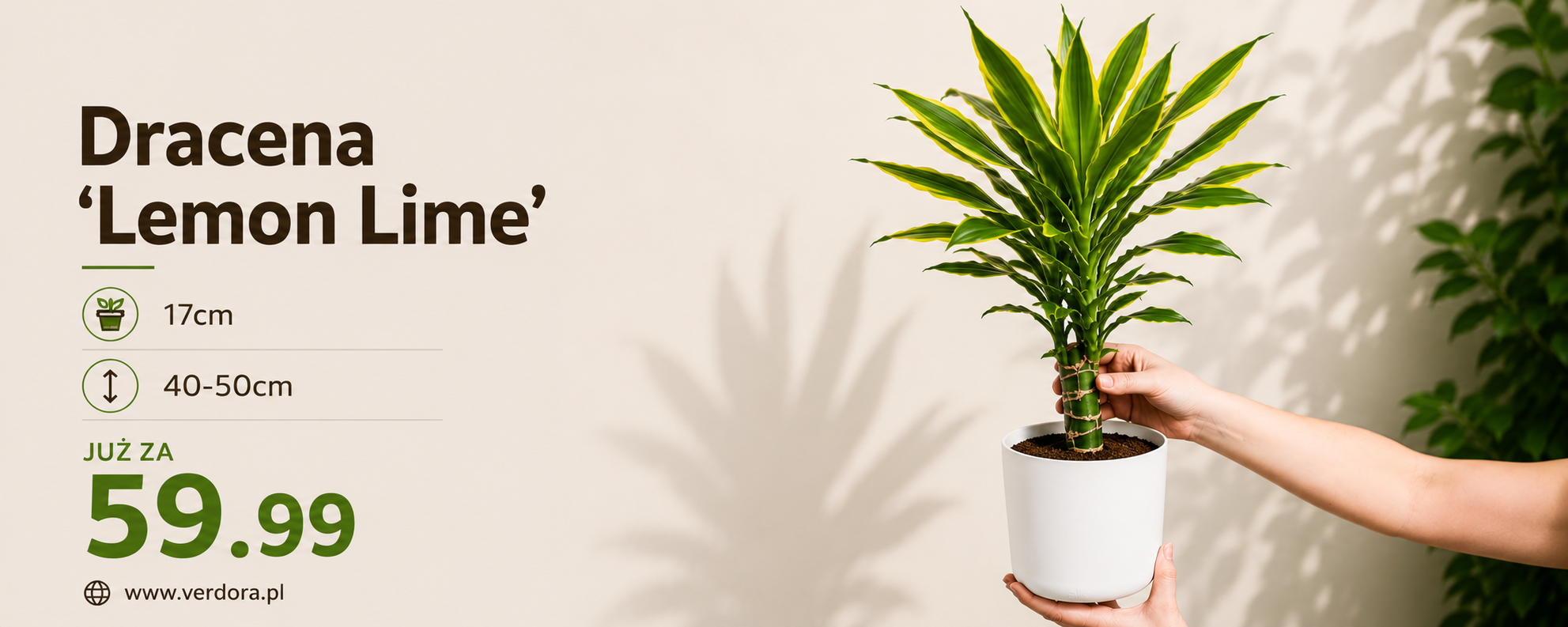 Dracena „Lemon Lime” 40–50 cm — już od 59,99 zł